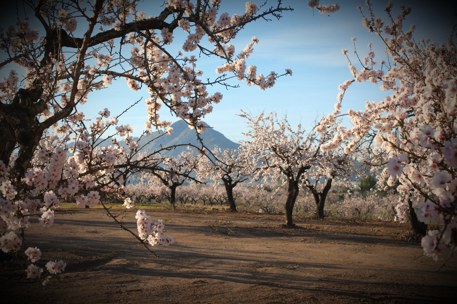 Almond blossom in the Xaló Valley with mountains beyond